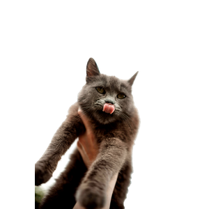 Related cat image: Close Up Of A Gray Cat Licking Its Nose, Held In The Air Outdoors, Against A Cloudy Sky. 16515